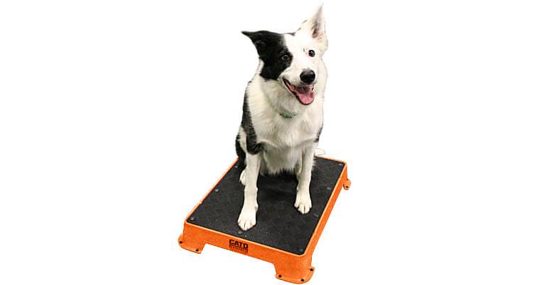 On board dog training best sale